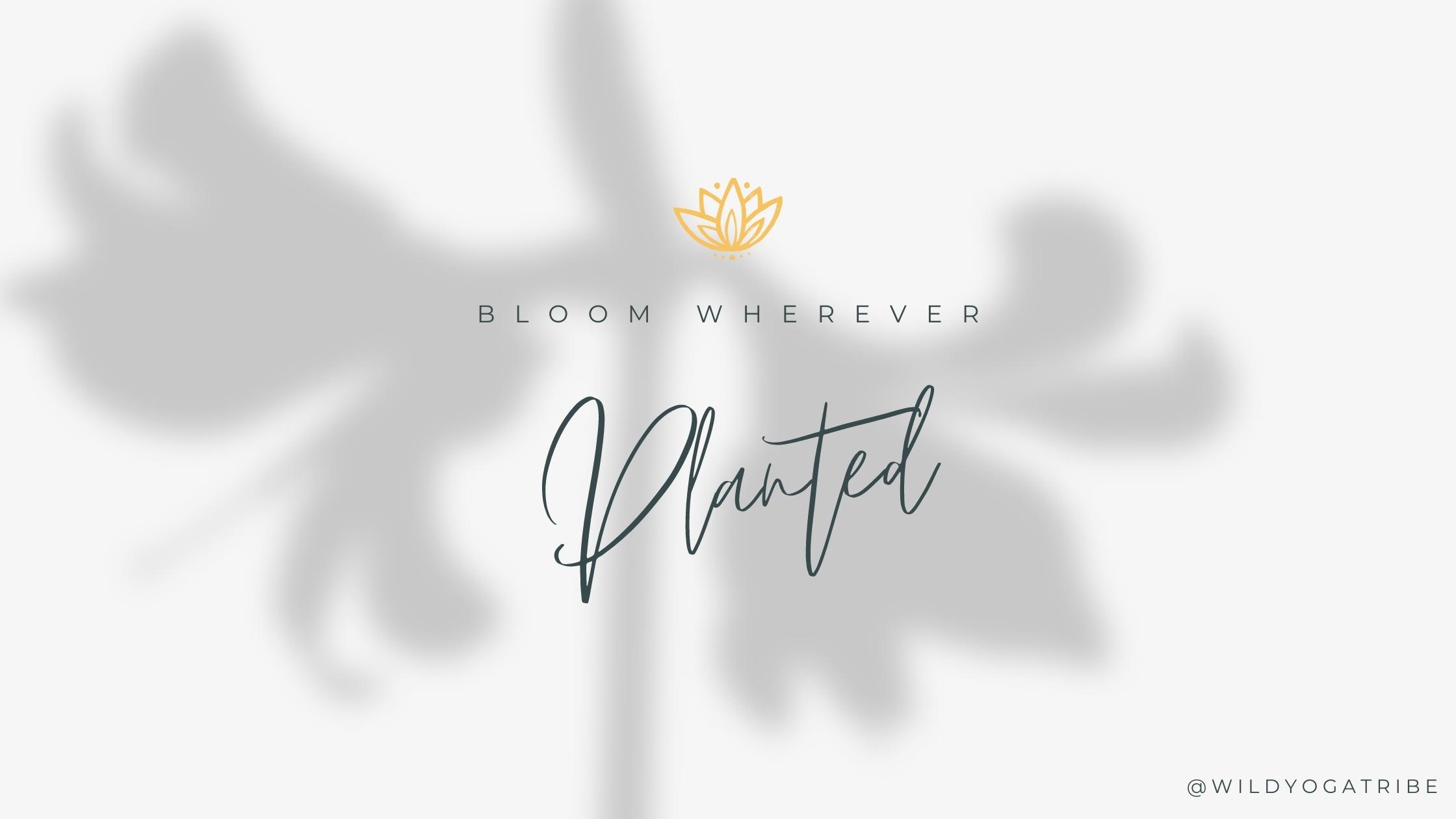 Bloom Wherever Planted